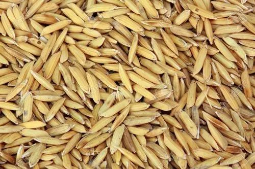Paddy Rice