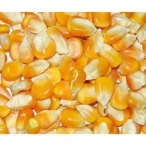 Maize