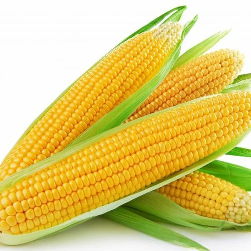 Yellow Corn