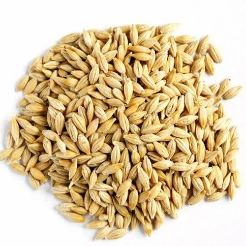 Barley
