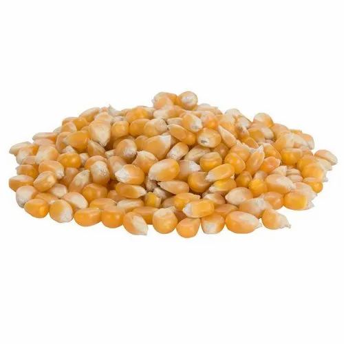 Popcorn Seeds