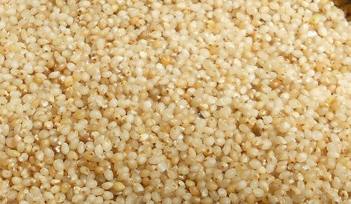 Little Millet