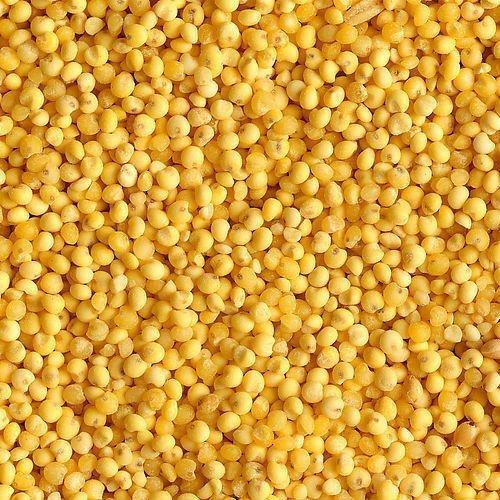 Yellow Millet