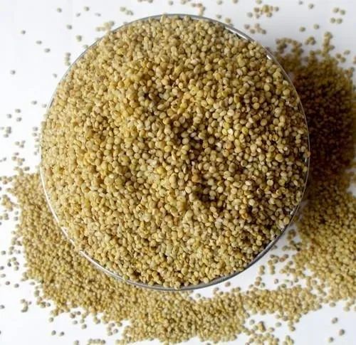Browntop Millet