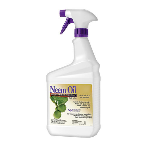 Plant Oil
