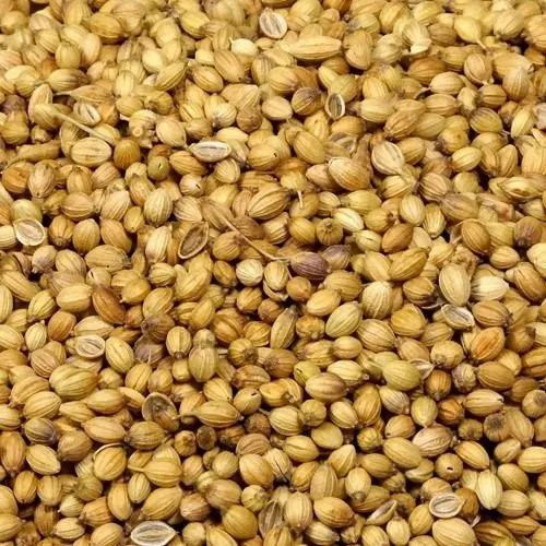 Hybrid Coriander Seed