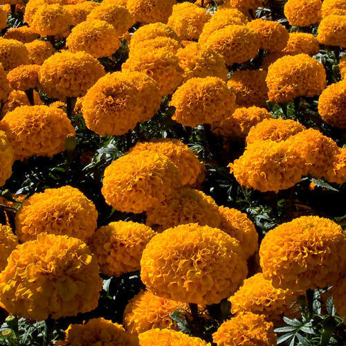 Marigold Oleoresin