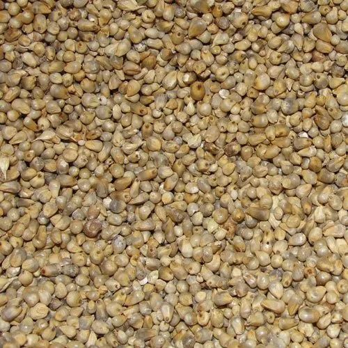 Organic Pearl Millet