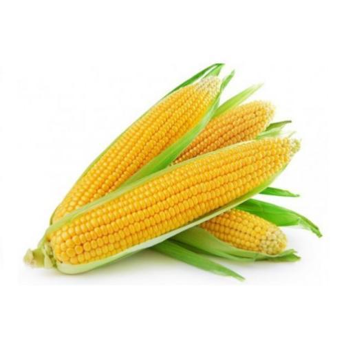 Organic Sweet Corn