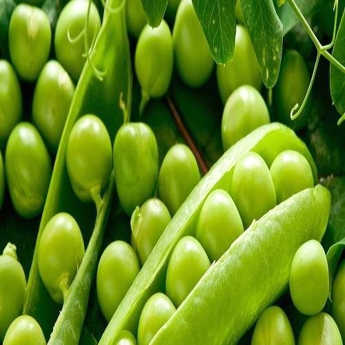 Organic Pea