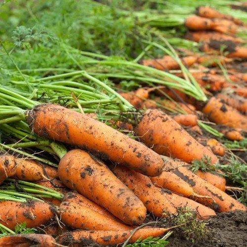 Organic Carrot