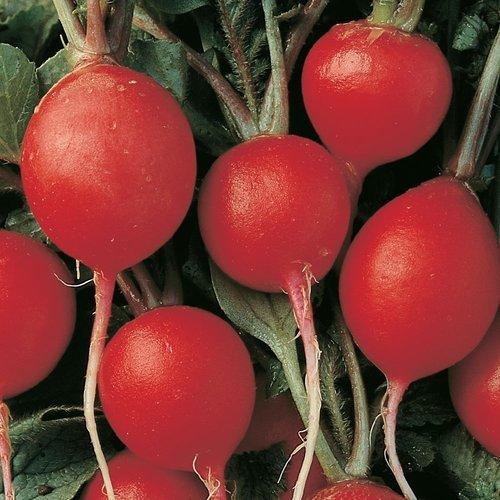 Organic Radish