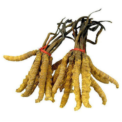 Cordyceps Sinensis