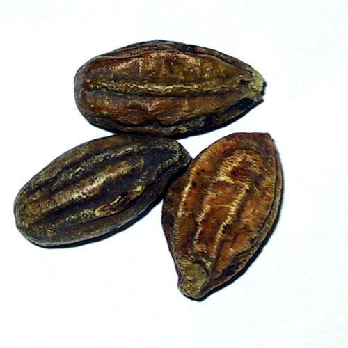 Terminalia Chebula