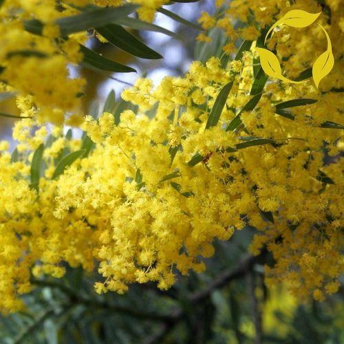 Acacia Arabica