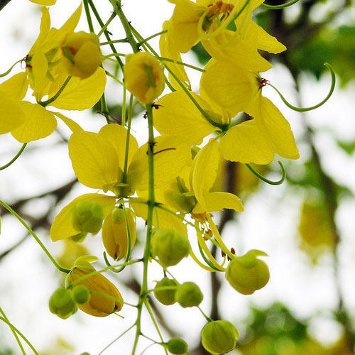 Cassia Fistula