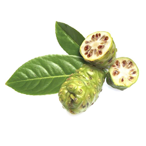 Morinda Citrifolia