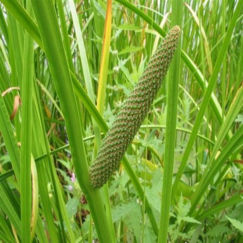 Acorus Calamus