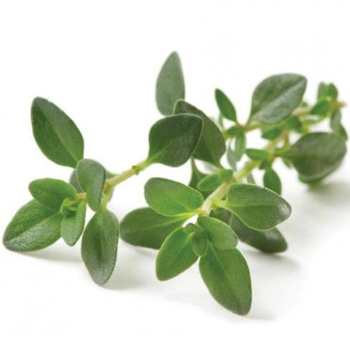 Thyme Herb