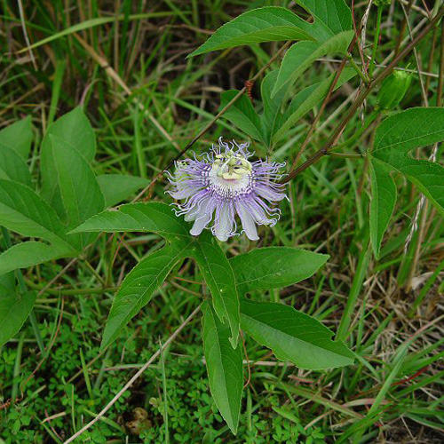 Passiflora Incarnata