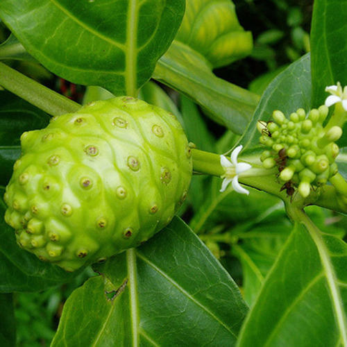 Salacia Oblonga