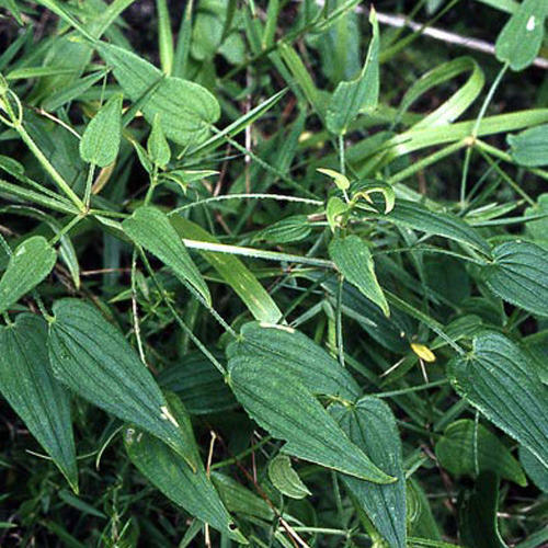 Rubia Cordifolia