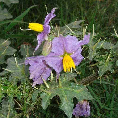 Solanum Xanthocarpum