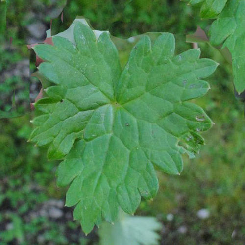 Aconitum Heterophyllum