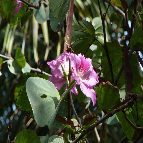 Bauhinia Variegata