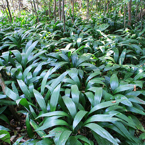 Curculigo Orchioides