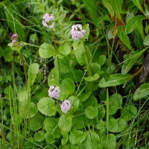 Valeriana Wallichii