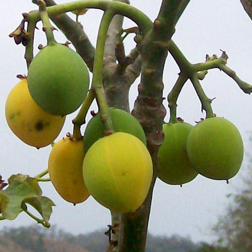 Jatropha Curcas