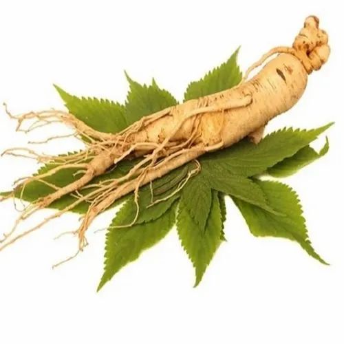 Panax Ginseng