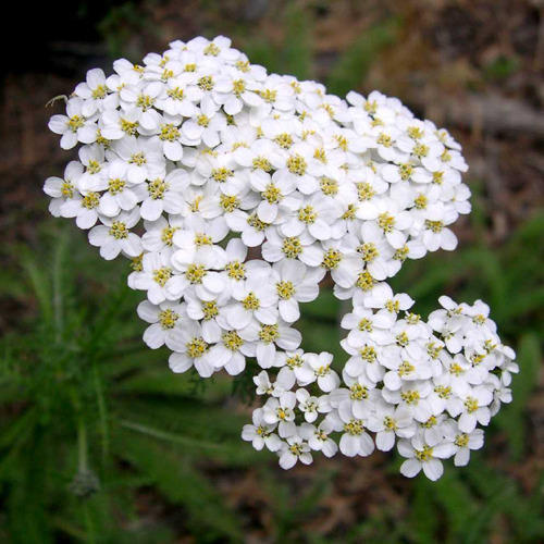 Achillea Millefolium