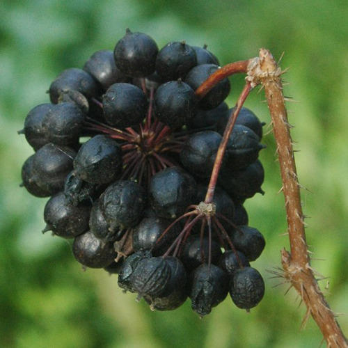 Siberian Ginseng