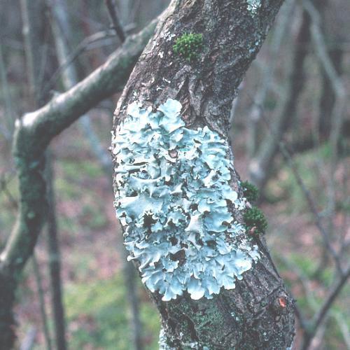 Parmelia Perlata