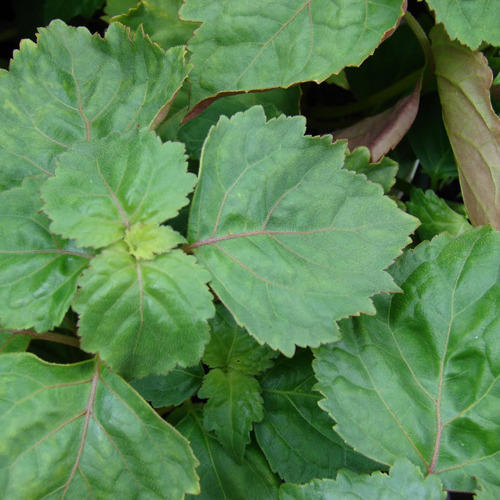 Patchouli Herb