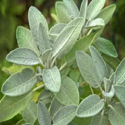 Sage Herb