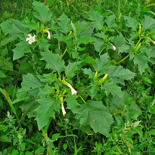 Datura Stramonium