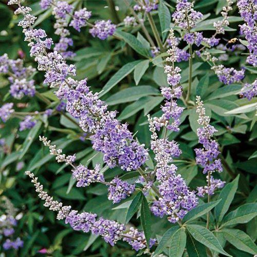 Vitex Negundo