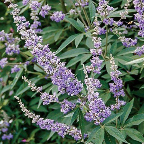 Vitex Negundo