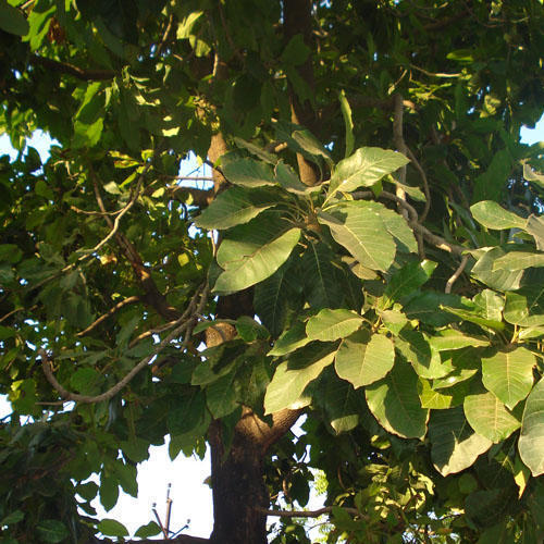 Terminalia Bellirica