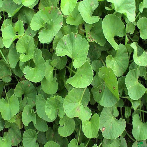 Centella Asiatica