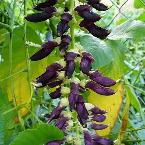 Mucuna Pruriens