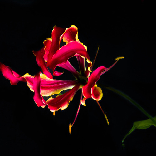 Gloriosa Superba