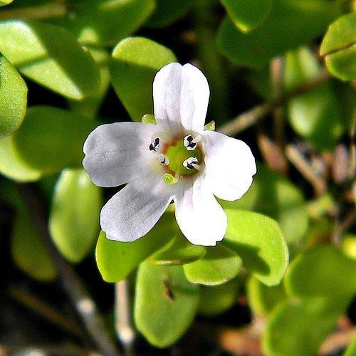 Bacopa Monnieri