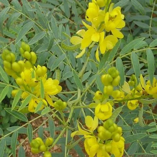 Cassia Angustifolia