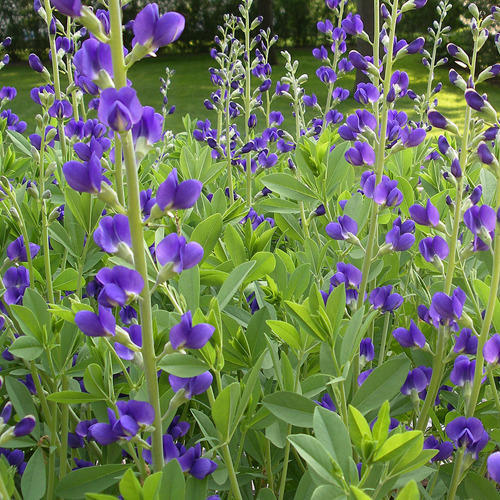 Wild Indigo