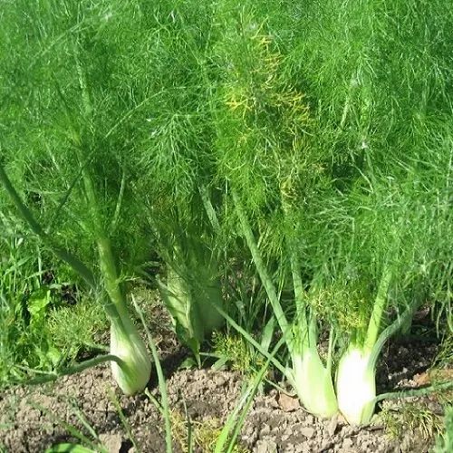 Fennel Herb