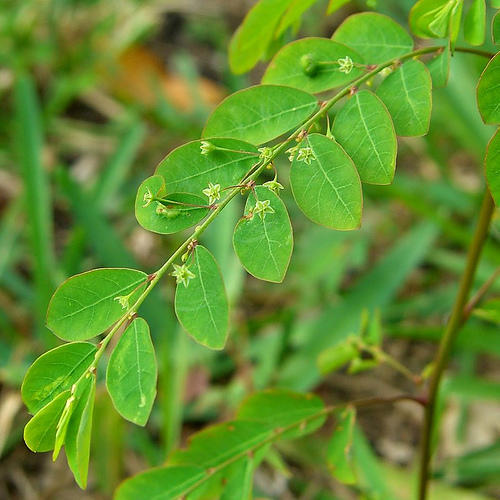 Phyllanthus Amarus